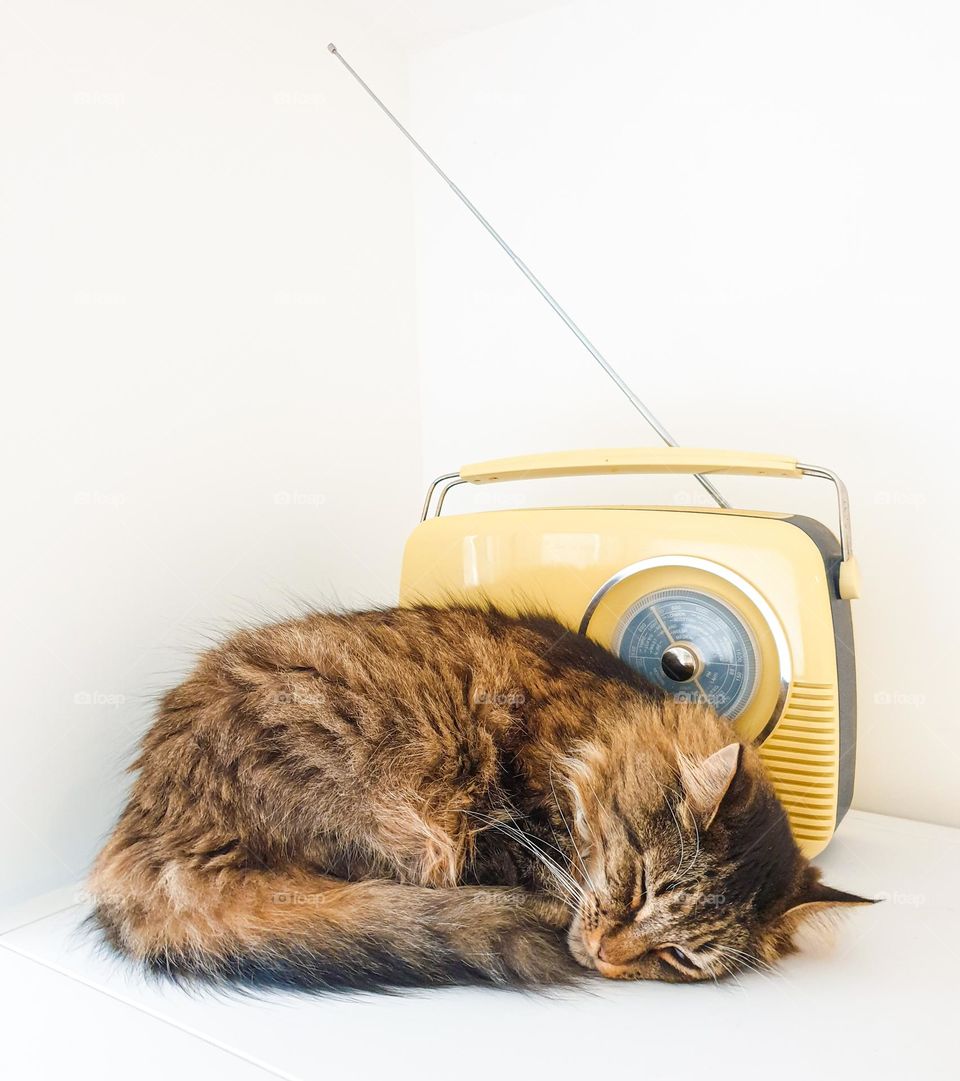 Cute cat sleeping in front of a yellow retro radio