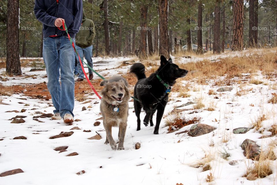 Taking the dogs hiking in Arizona 