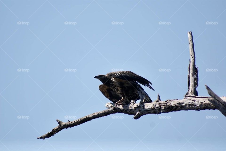 A tawny eagle about to take flight 