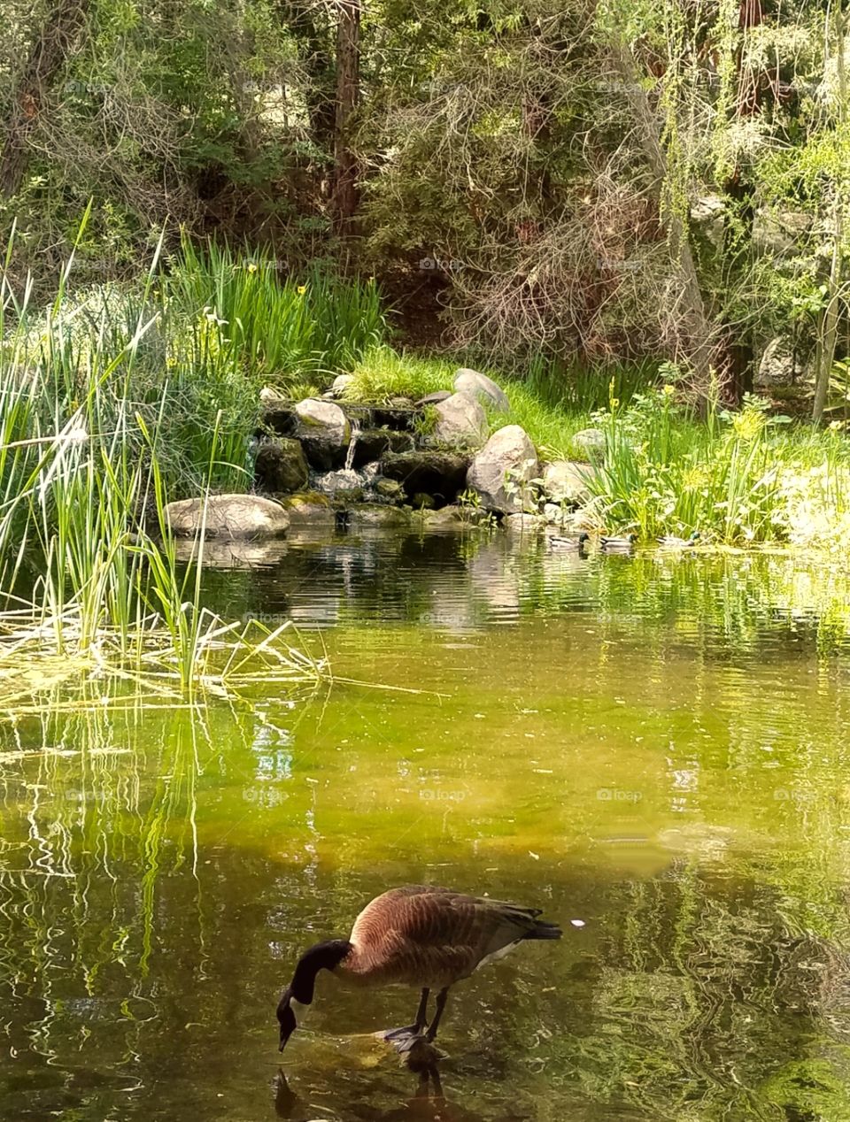Goose in a Pond