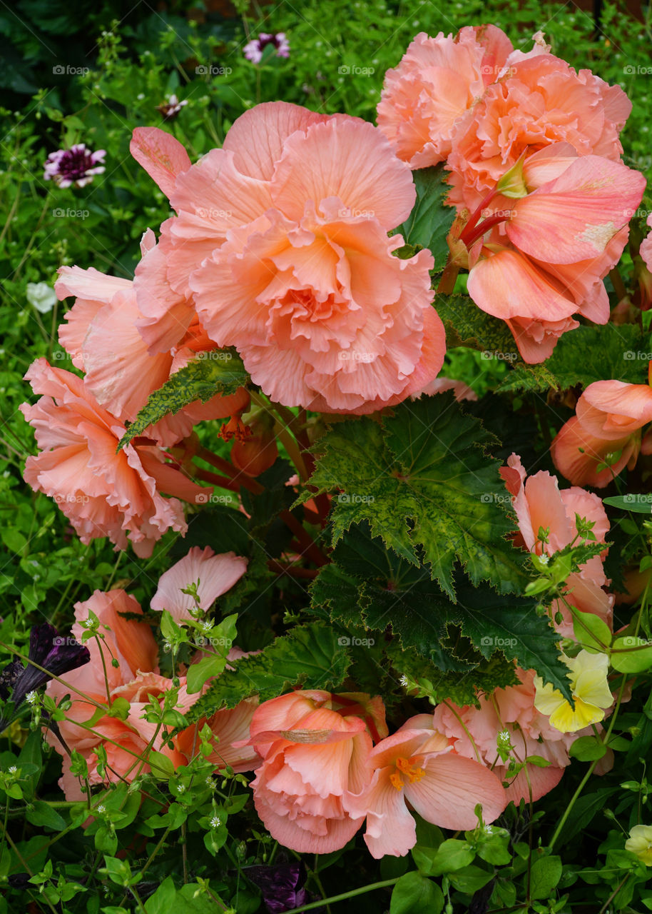 Ruffled peach begonia