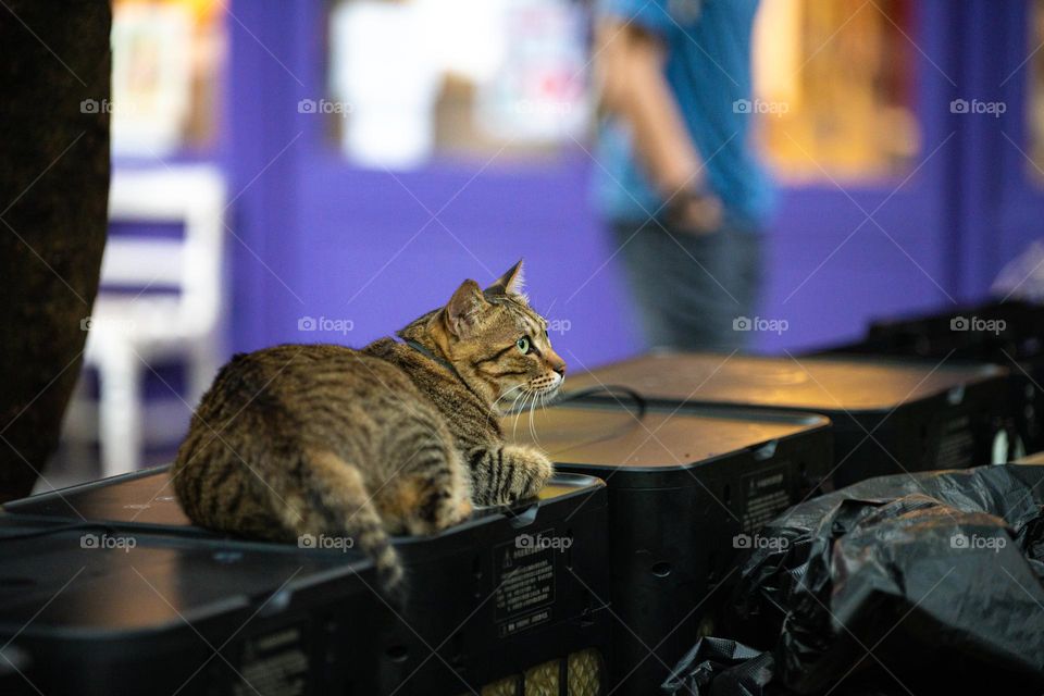 My cat was waiting for me outside when I went to buy her food