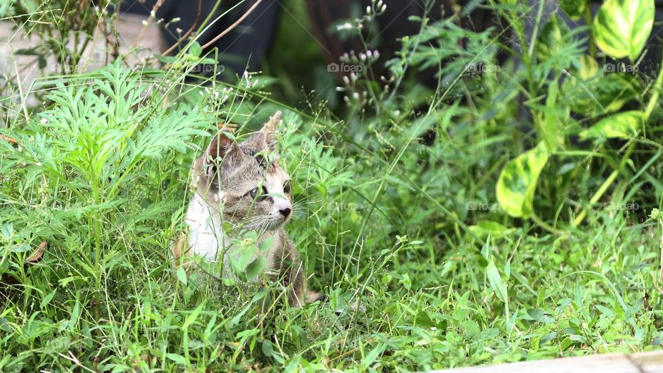 kutten plays in the yard