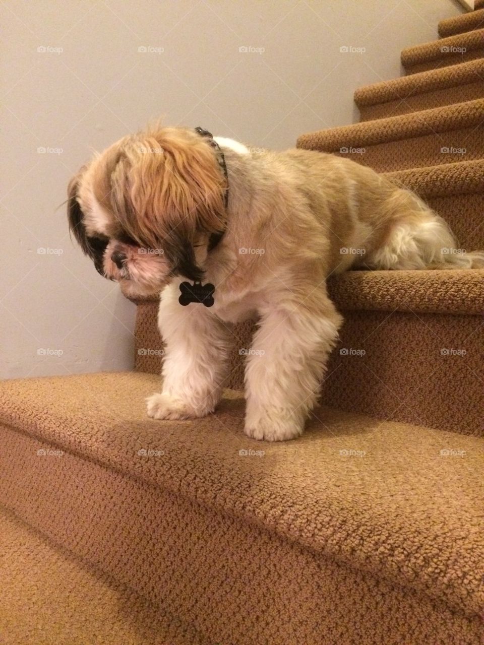 Dog is afraid of the stairs