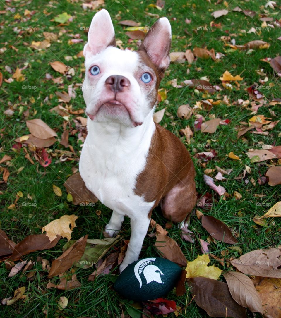 Go Spartans. Dog loves Sparty Football 