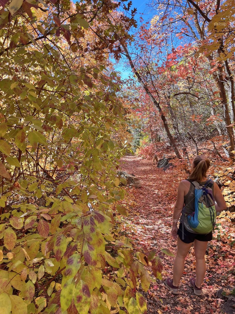 Lost in a tunnel of stunning colors as we hike through the foothills of Salt Lake City, Utah 