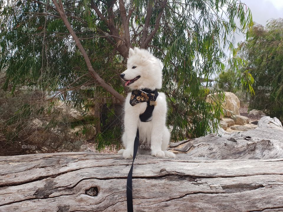 puppy sitting on a fallen tree