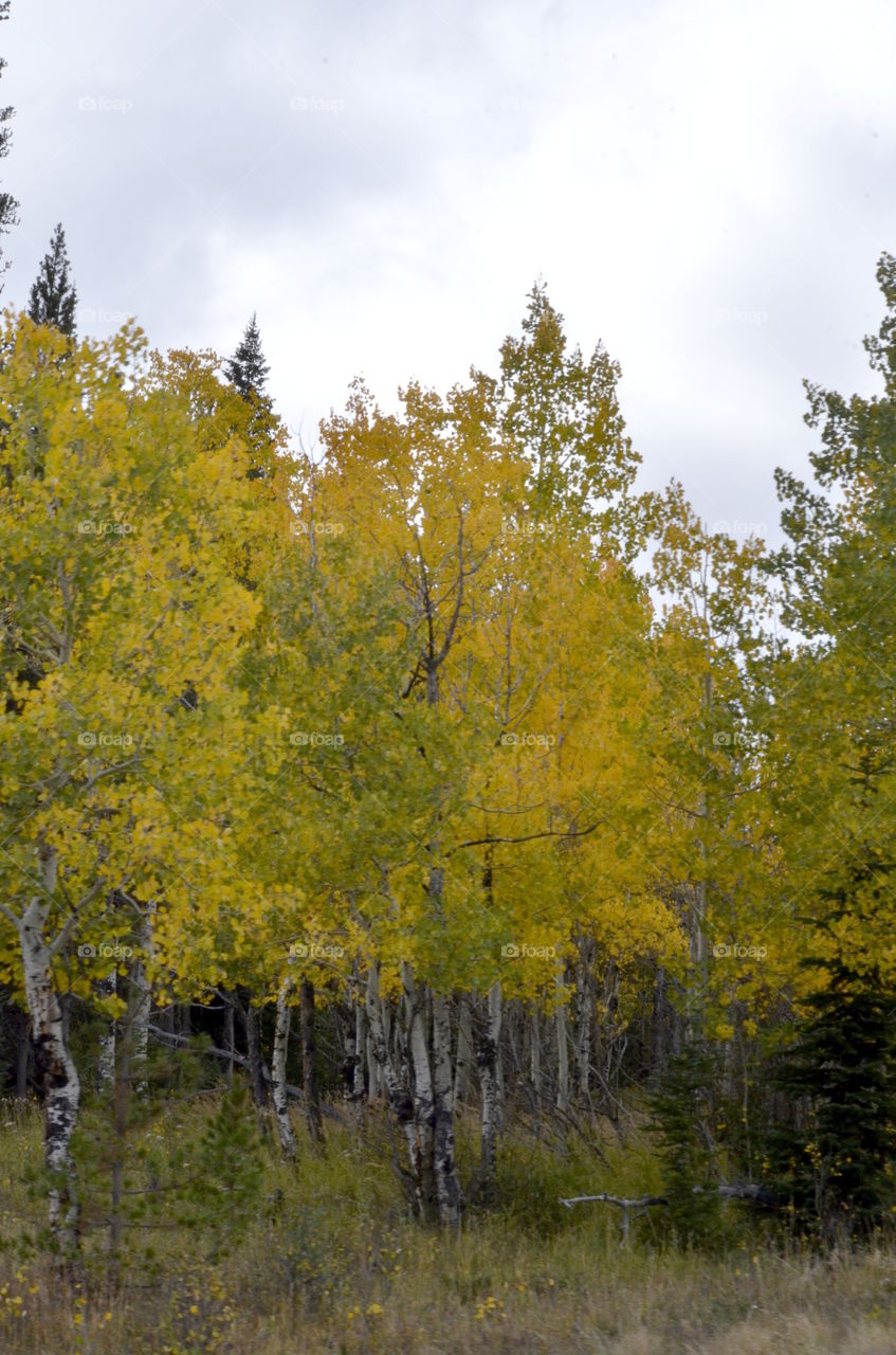 Aspens in Fall