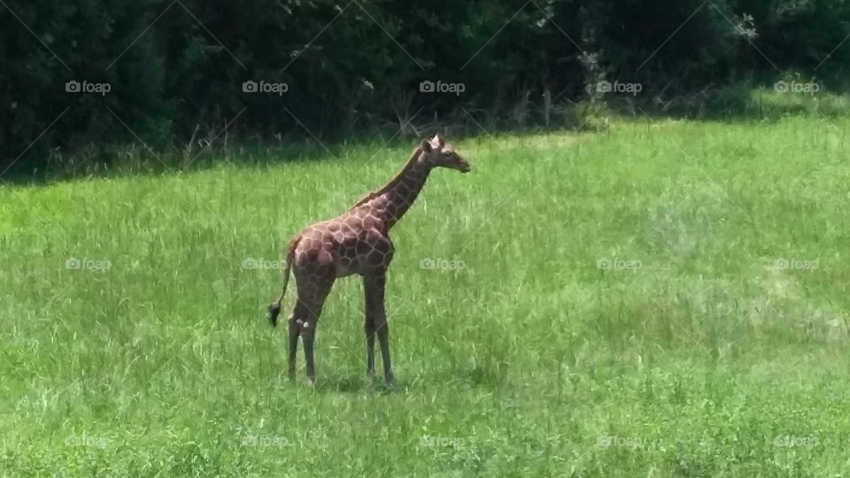 baby giraffe