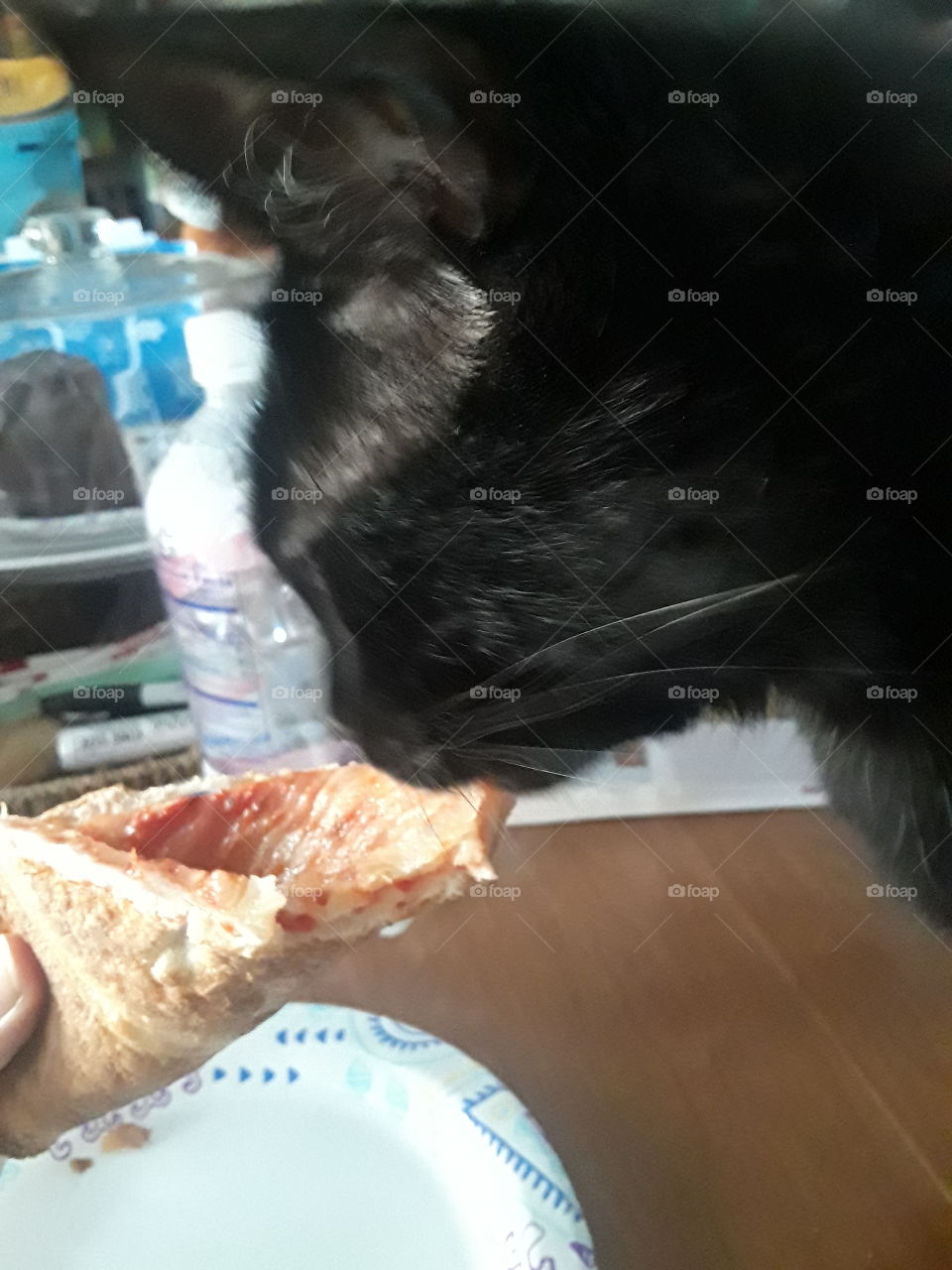 pizza a la cat