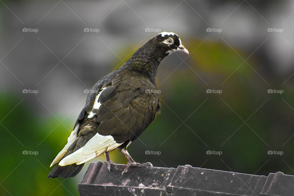 A different coloured peigon