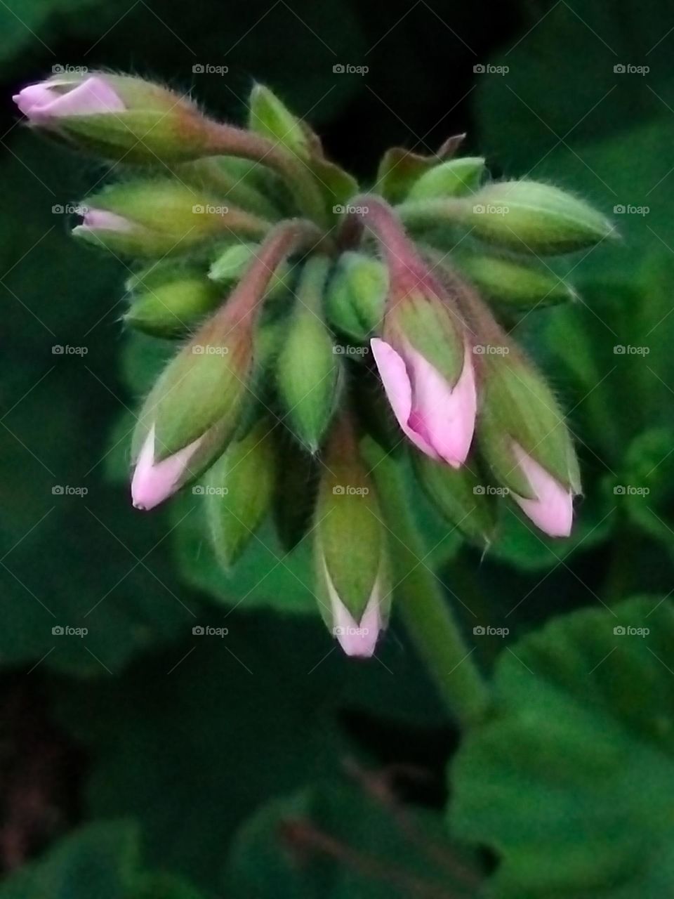 Geranium flowers starting to bloom