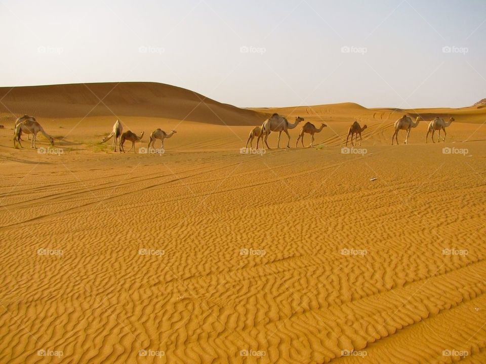 Camel parade