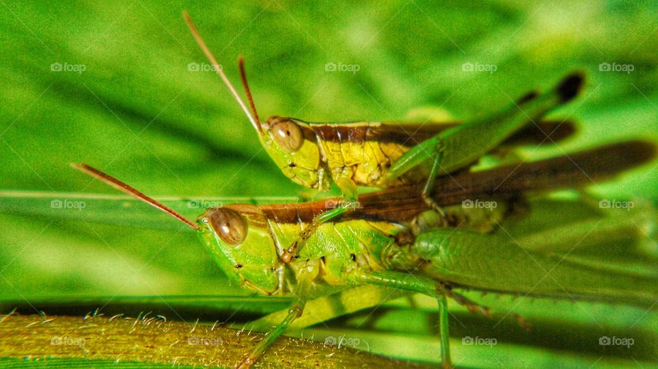 mating grasshopper on the leaf