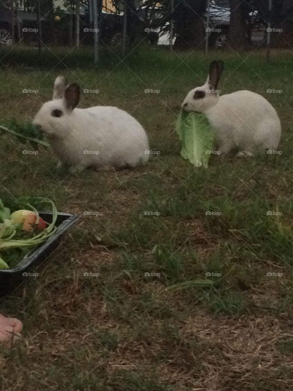 Two white bunnies running free