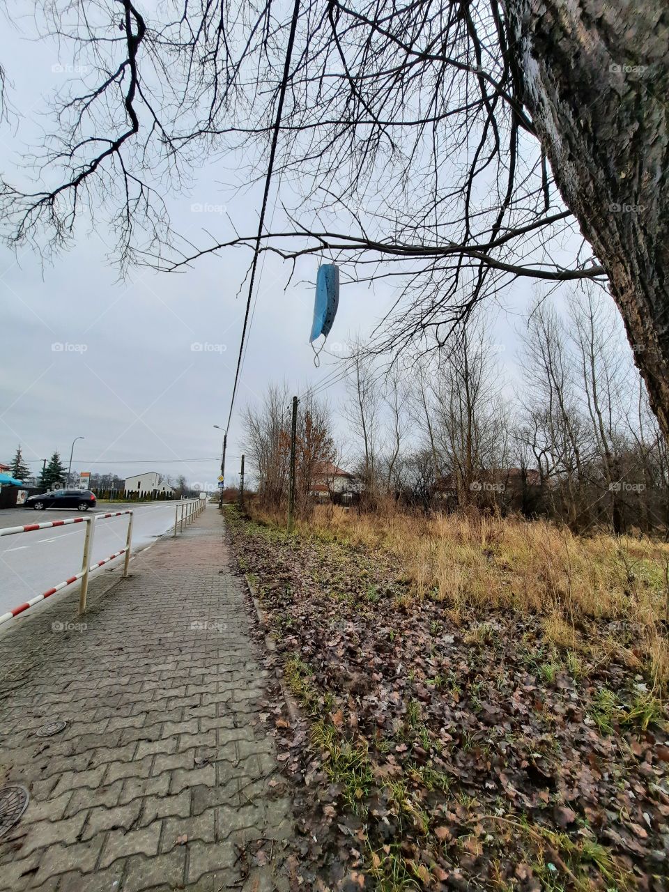 trees around us  - tree at roadside in 2021