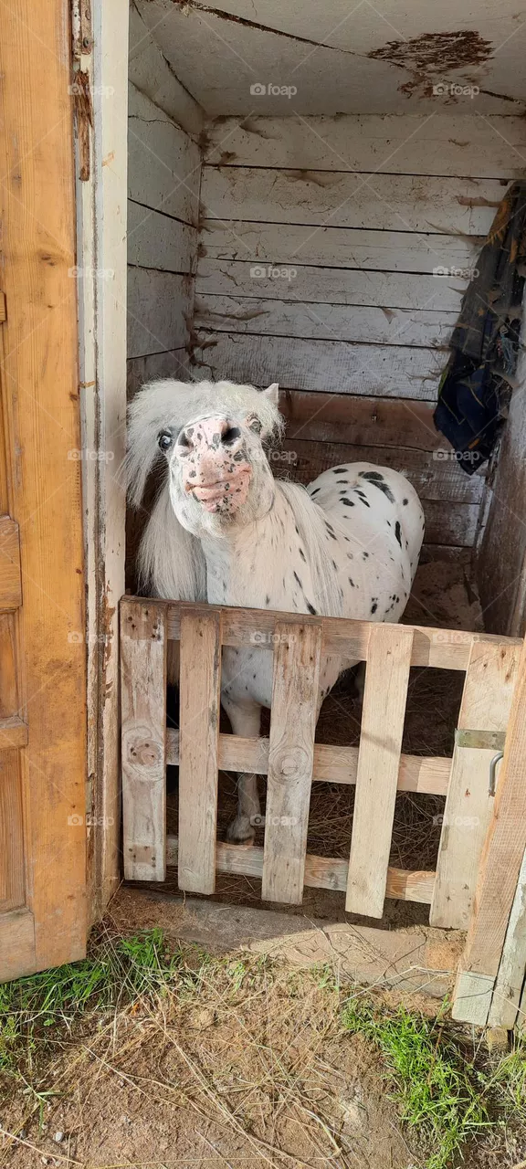 funny pony