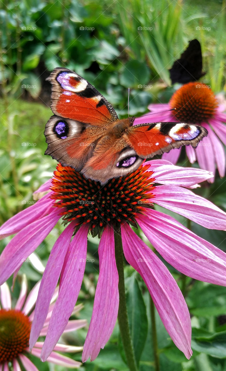 purple coneflower and butterfly peacock