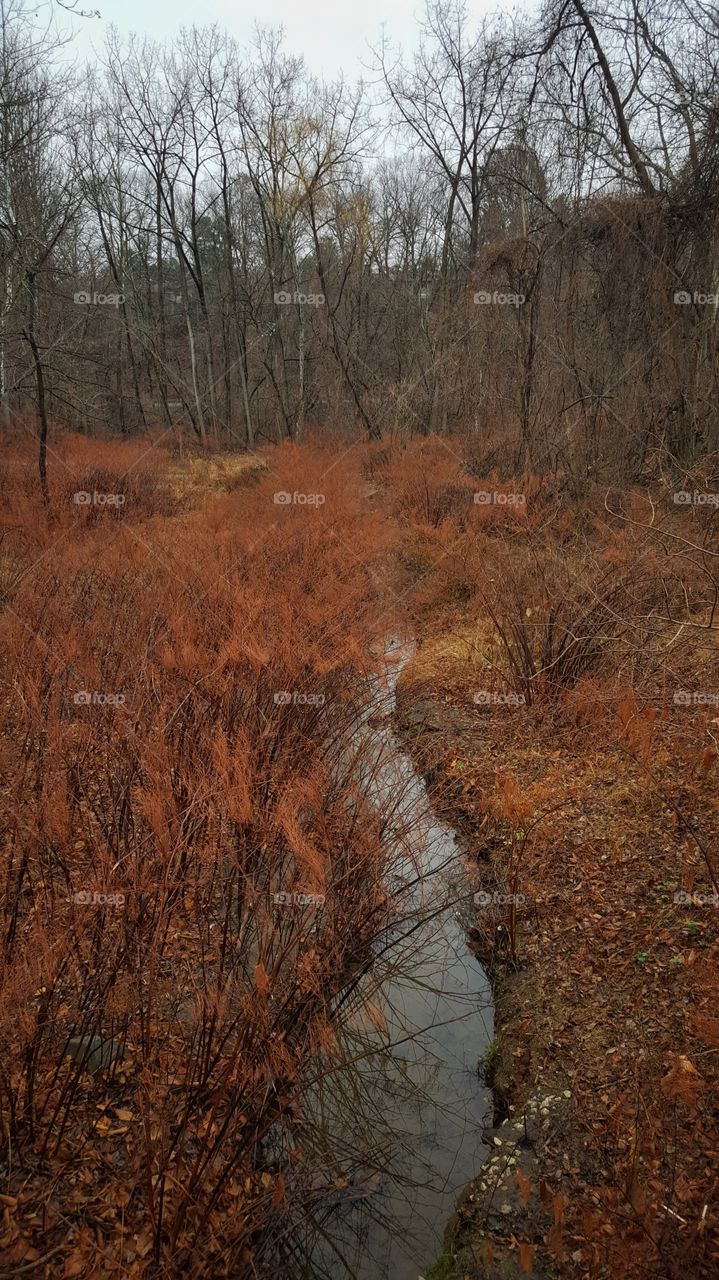 Fall Stream