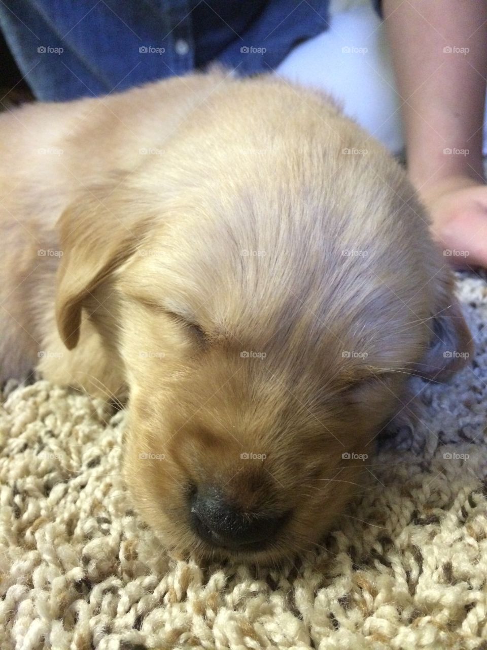 Sleeping golden. Sleeping baby golden retriever 
