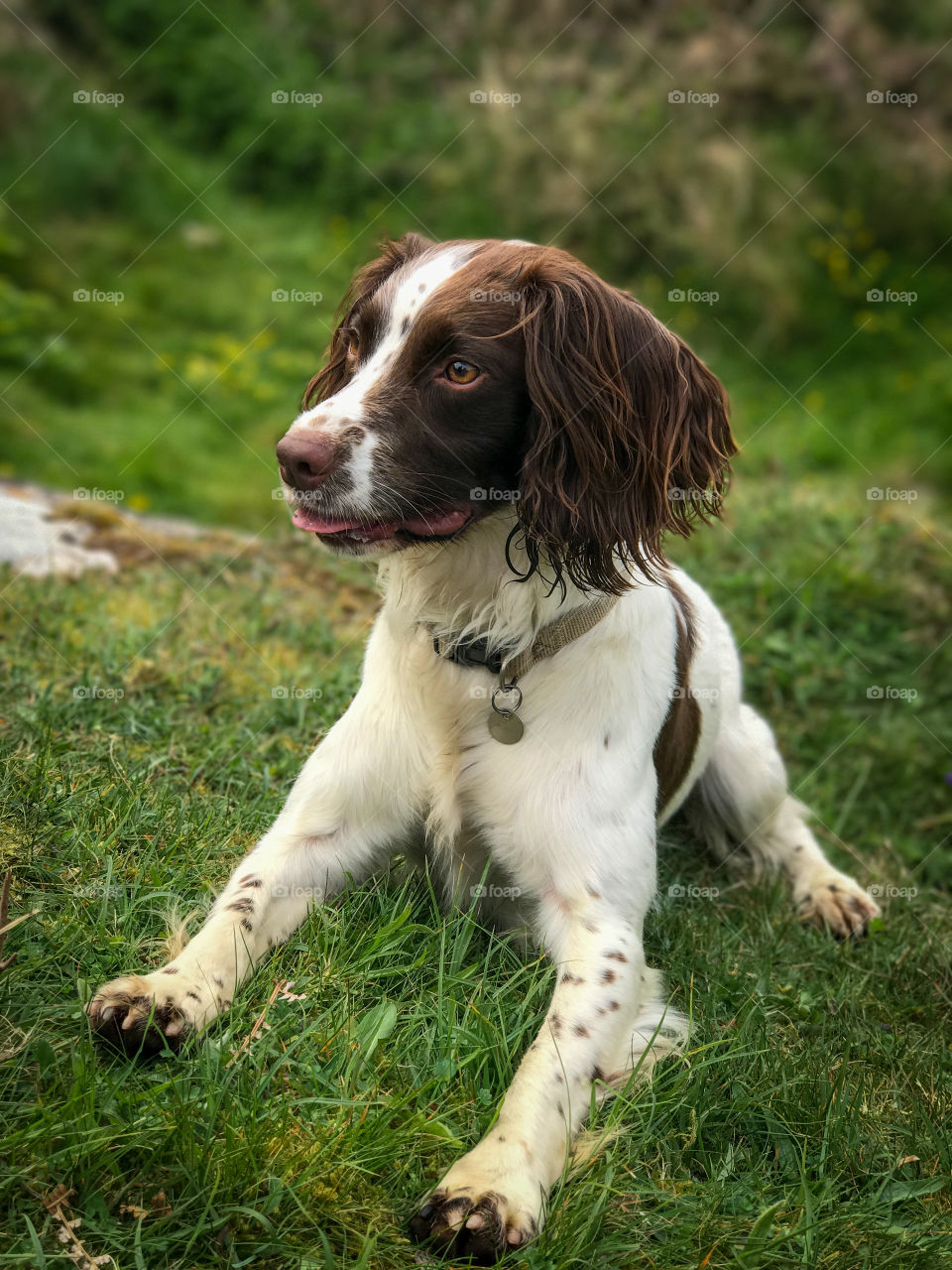 Springer spaniel