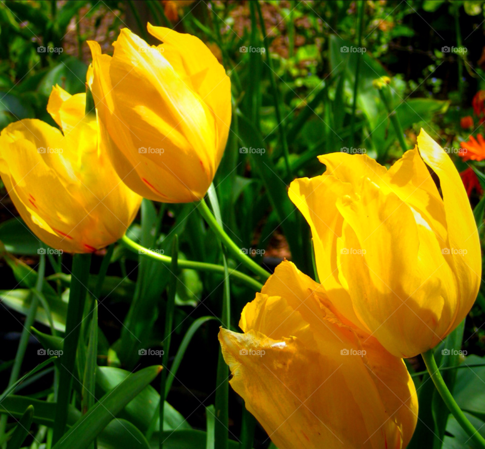 green spring happy yellow by stevehardley7