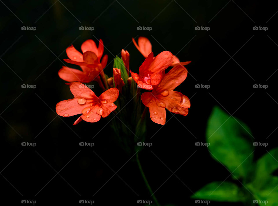 Floral photography - Crossandra  petals with rain water drops - Dark background