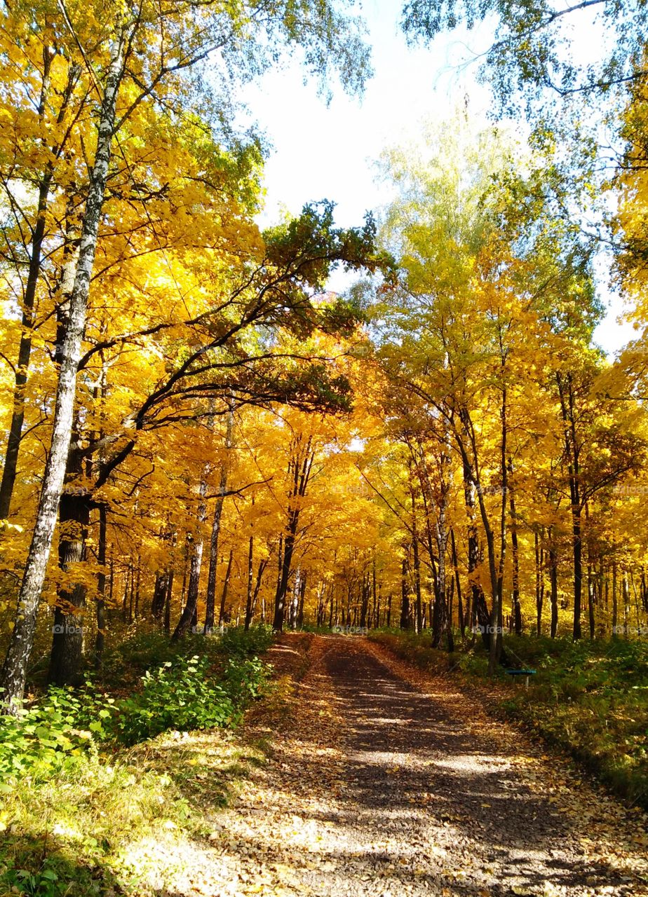 Autumn forest