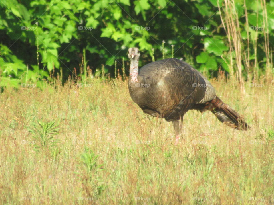 Wild turkey