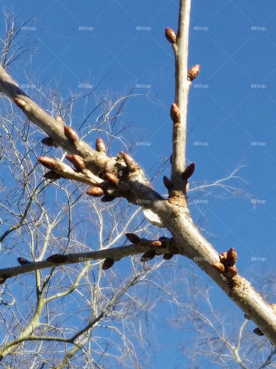 buds on a fruit tree