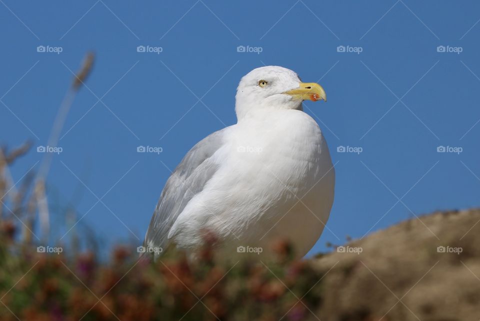 Seagull