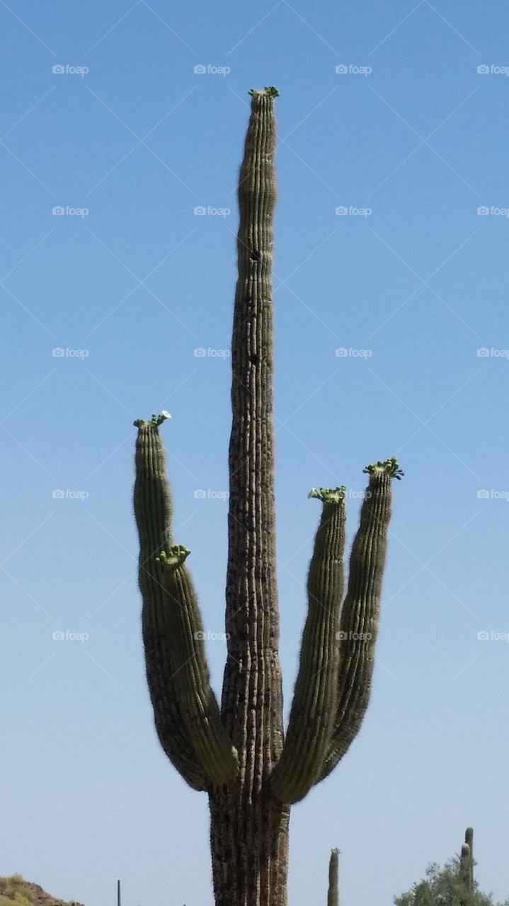 budding cactus