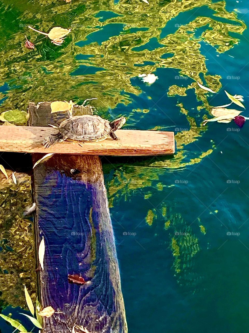 Basking turtle at the pond 