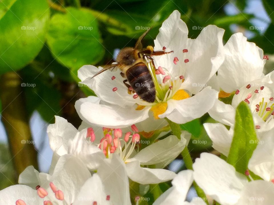 Bees and floral nectar
