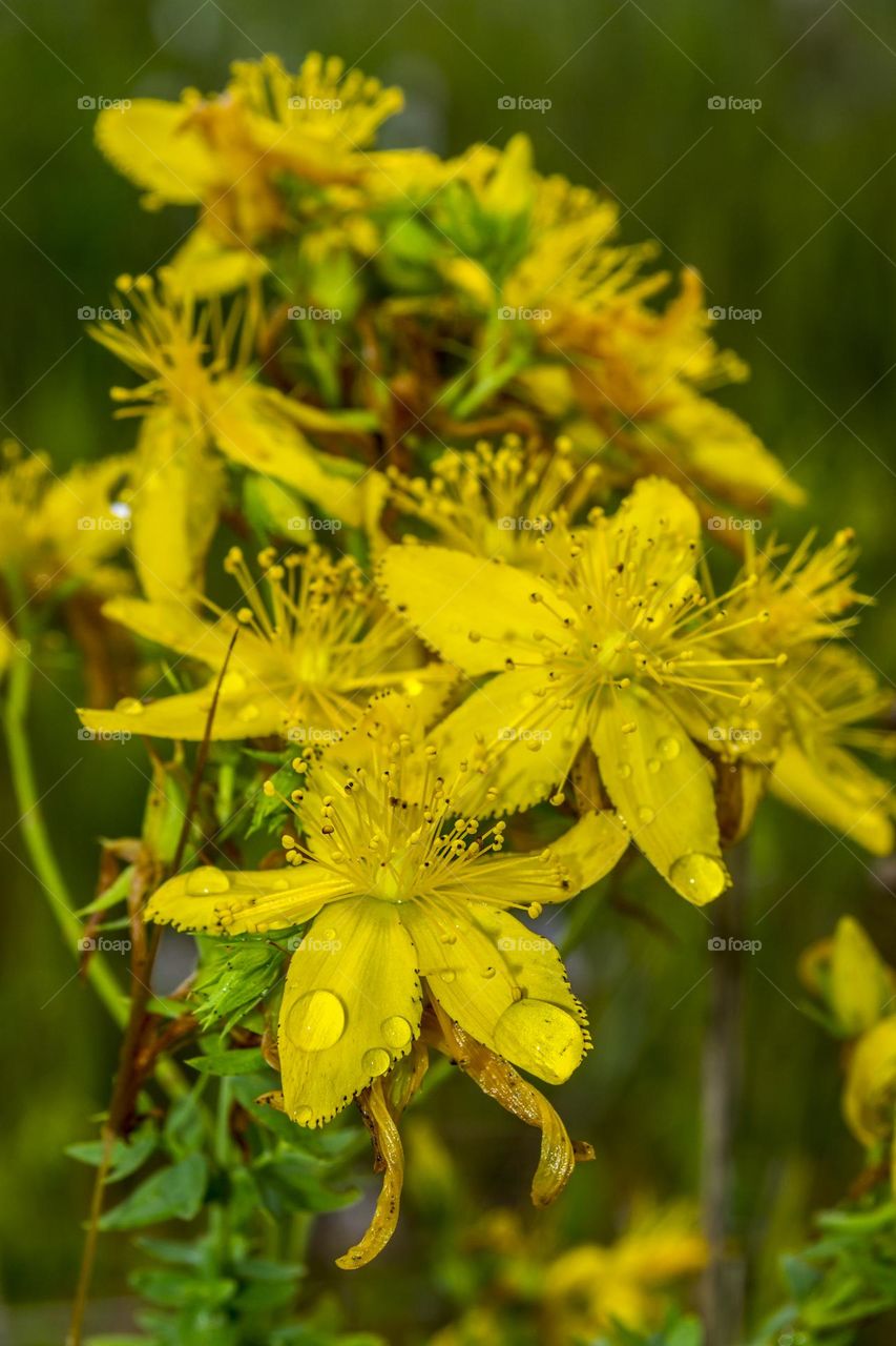 St. John's wort (lat. Hypericum).