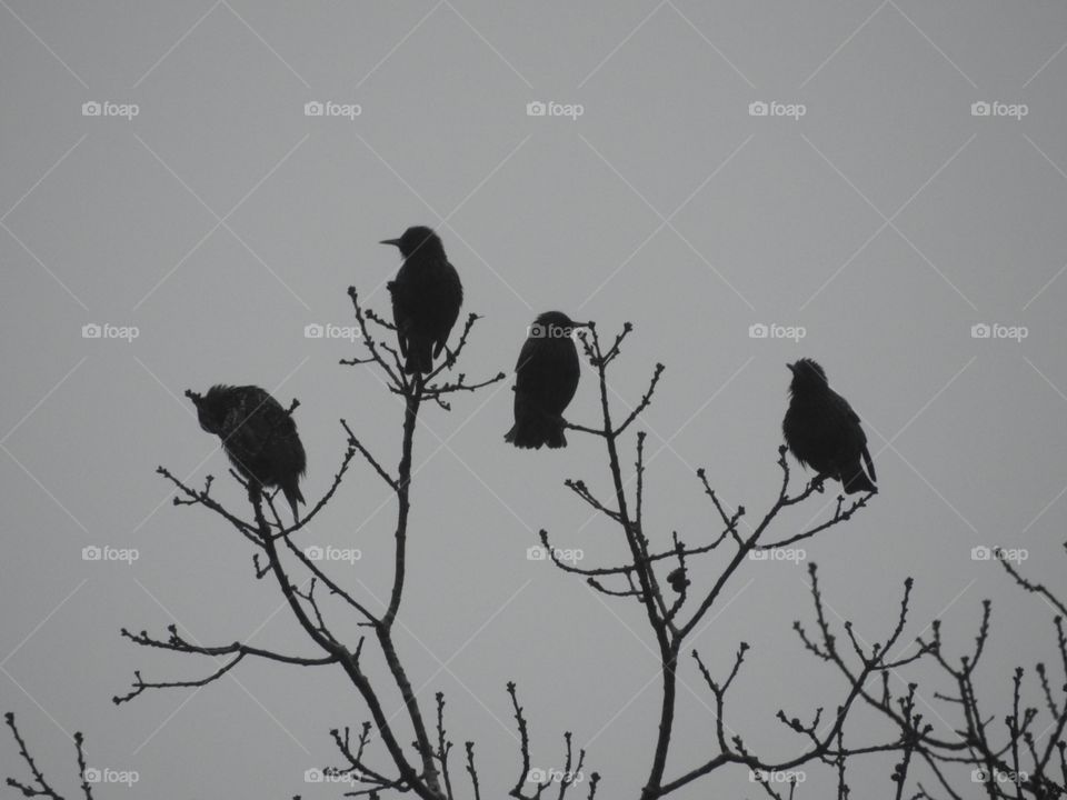 Shadow birds