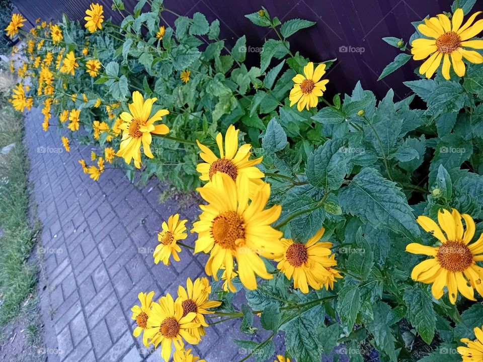 yellow daisies along the road in summer