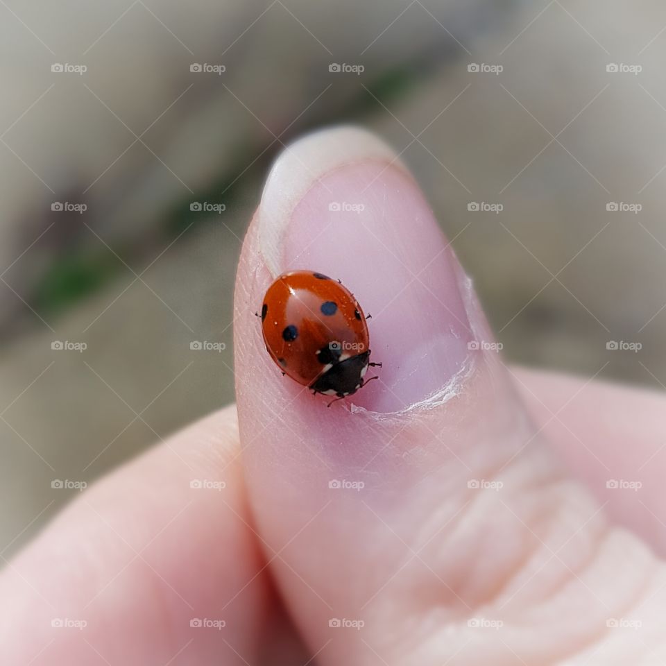 ladybug on a finger
