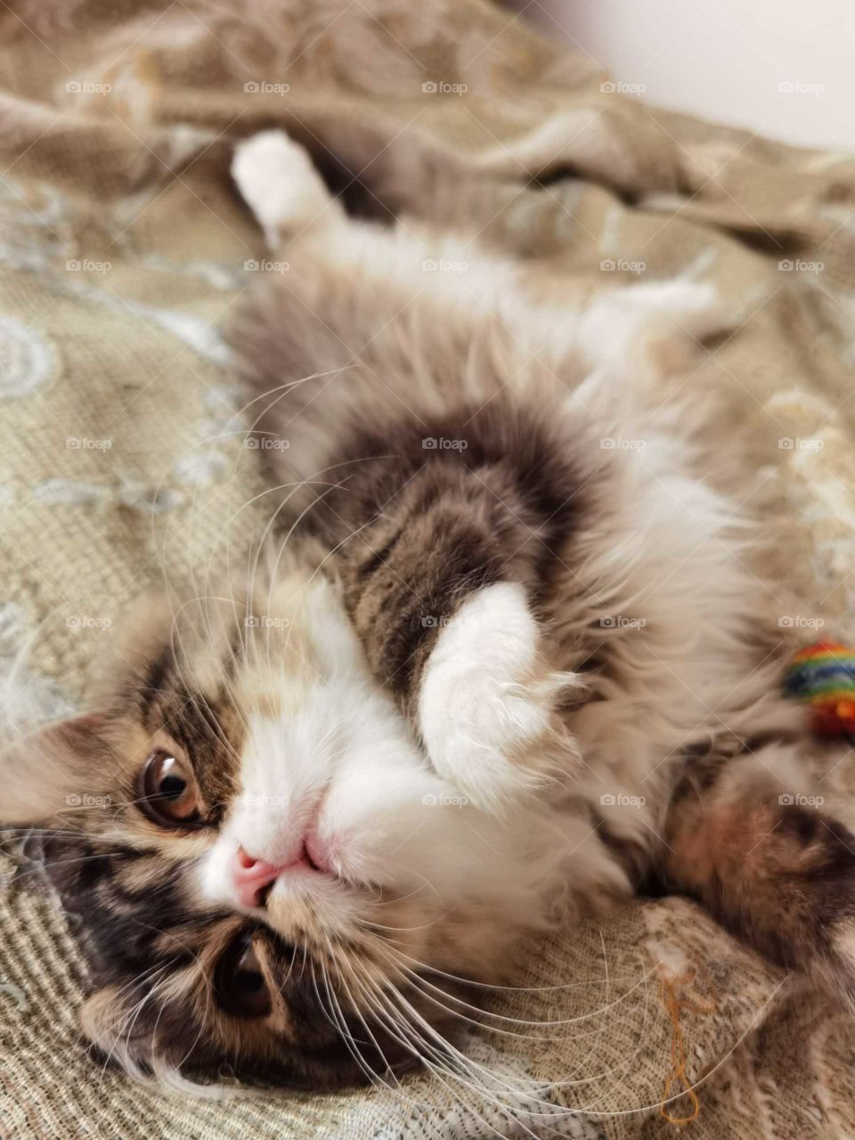 cute male persian cat laying in bed