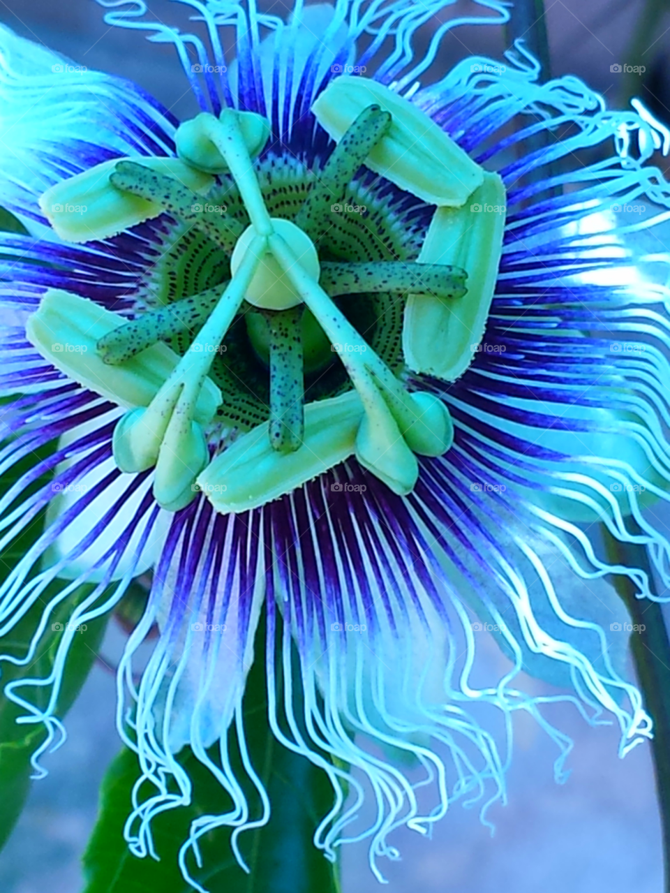 "Iridescent Passion Flower"