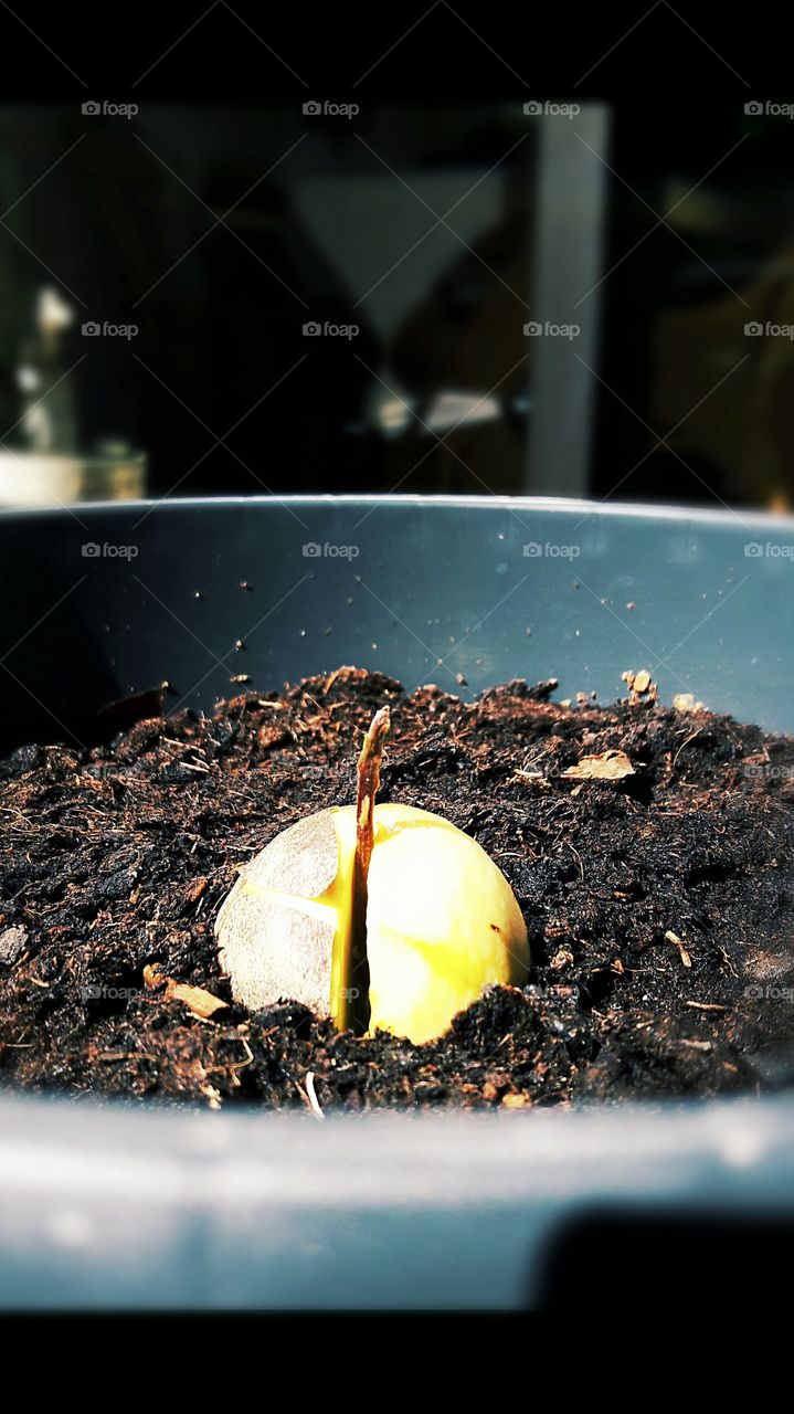 new beginnings avocado tree springs forth