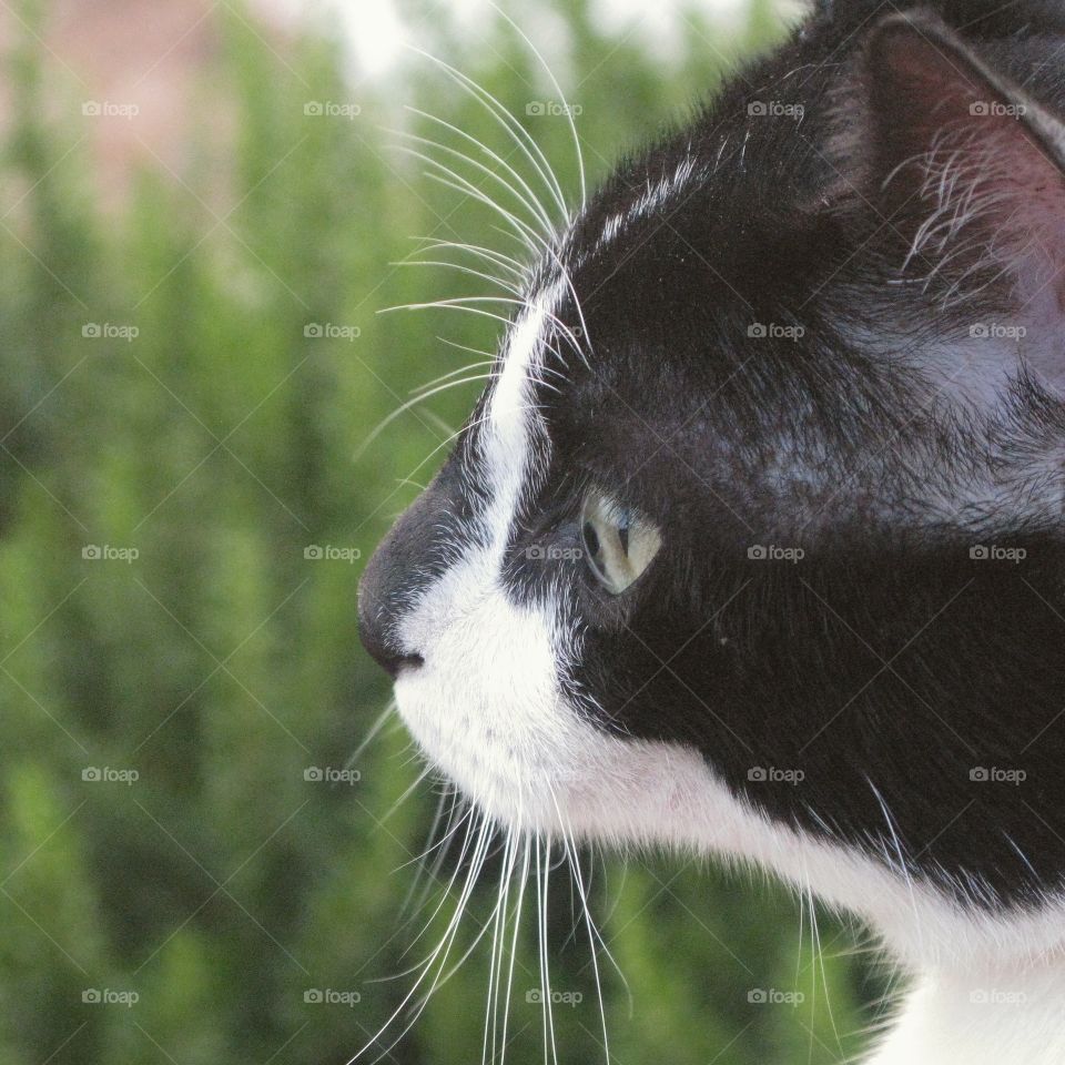 side view. Stray cat in Israel