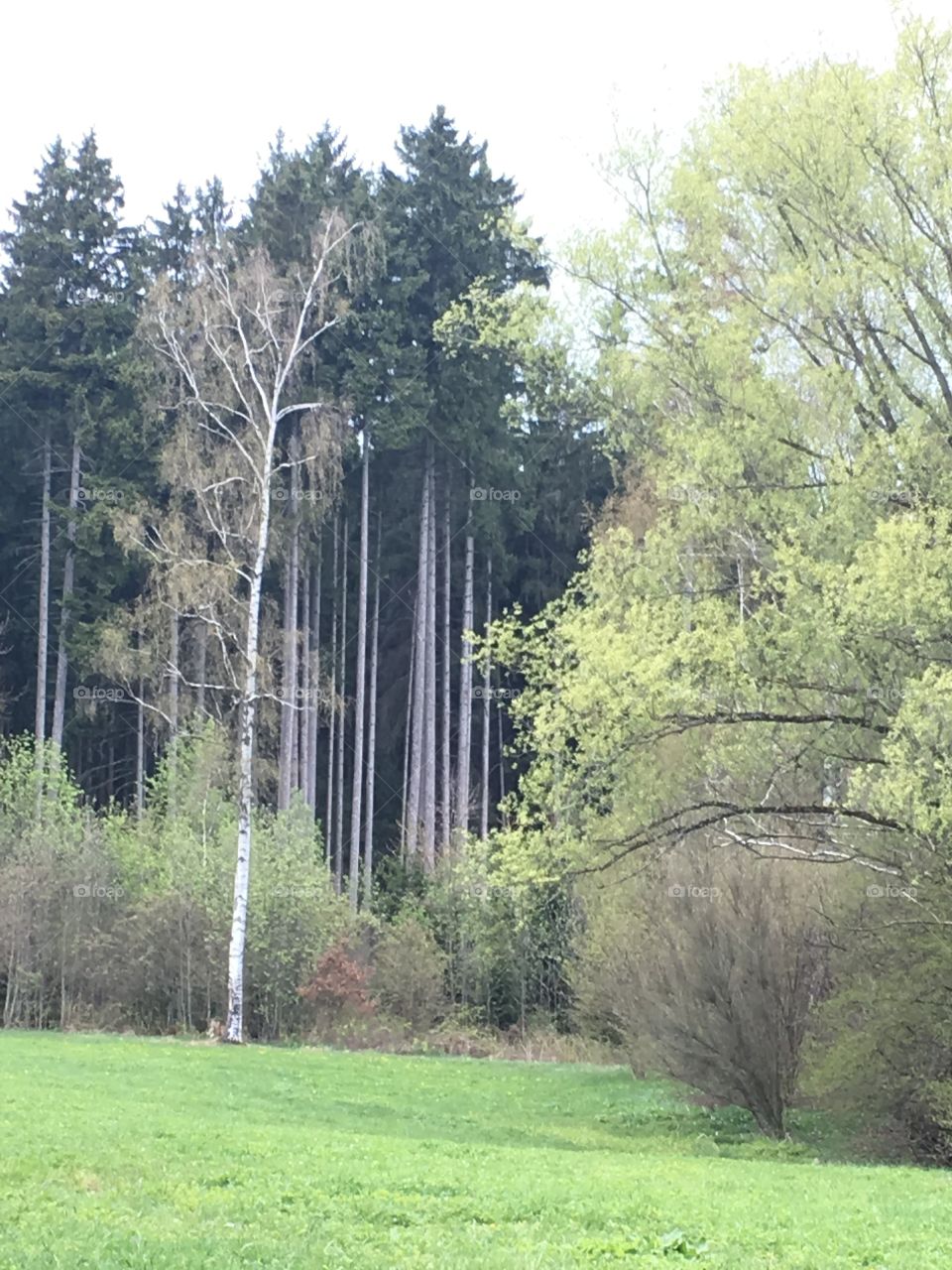 At the edge of the forest