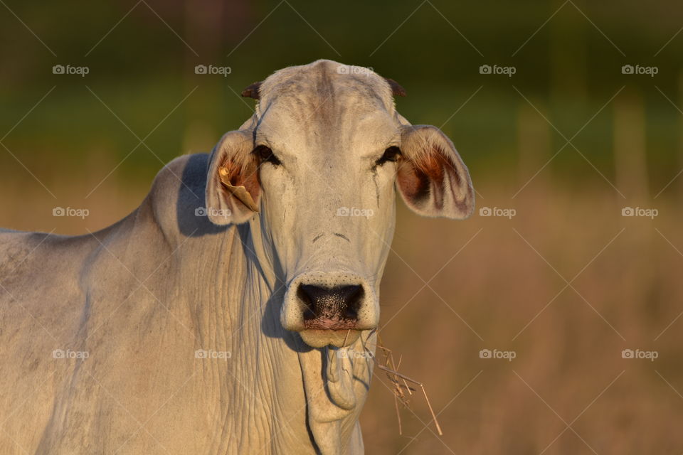 A White Cow At Sunset: Brahman