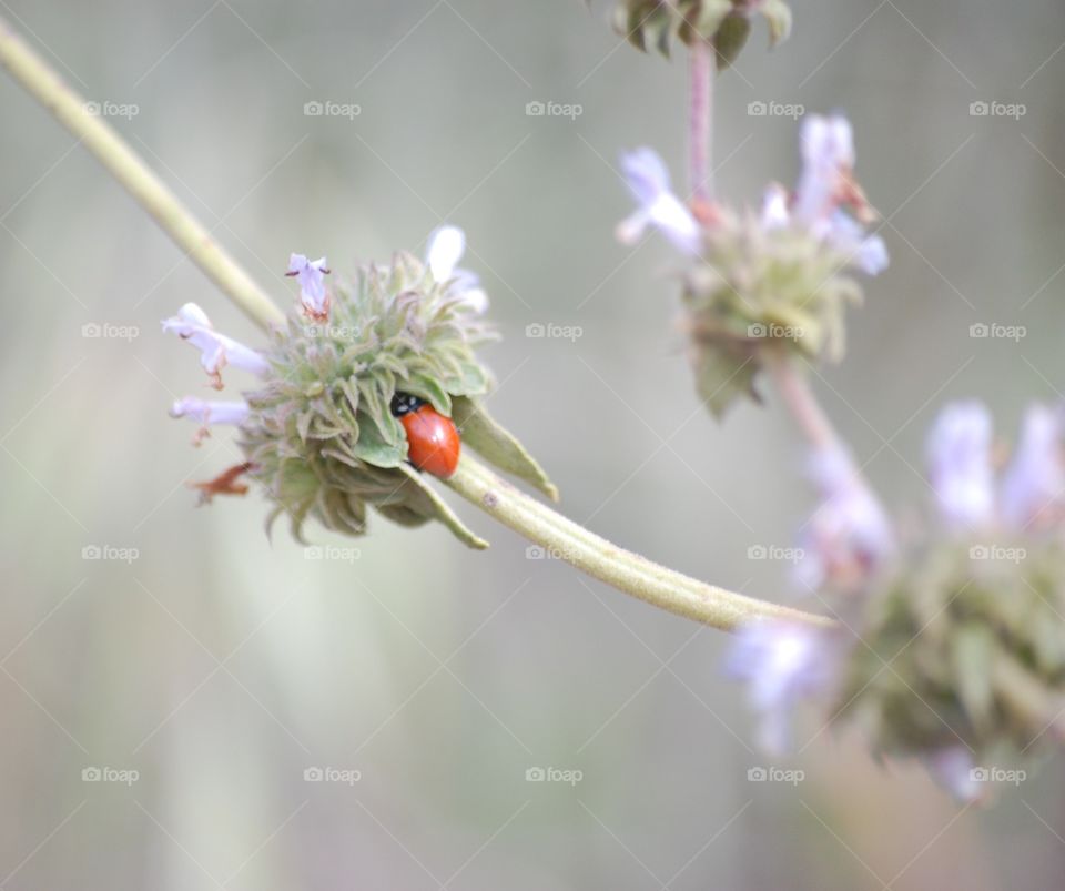 Ladybug hiding