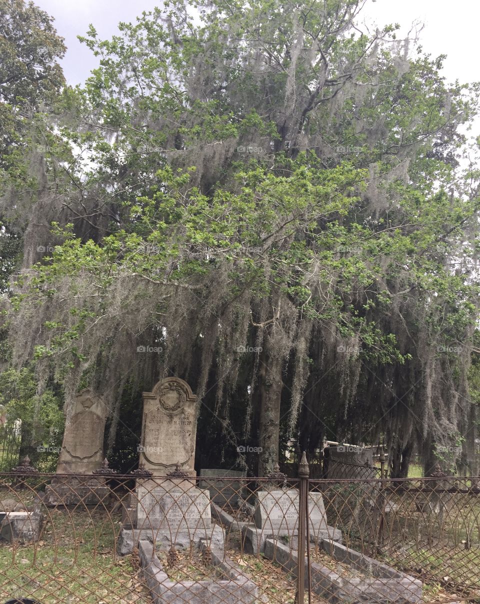 Enjoying a walk through a eerily, elegant cemetery.