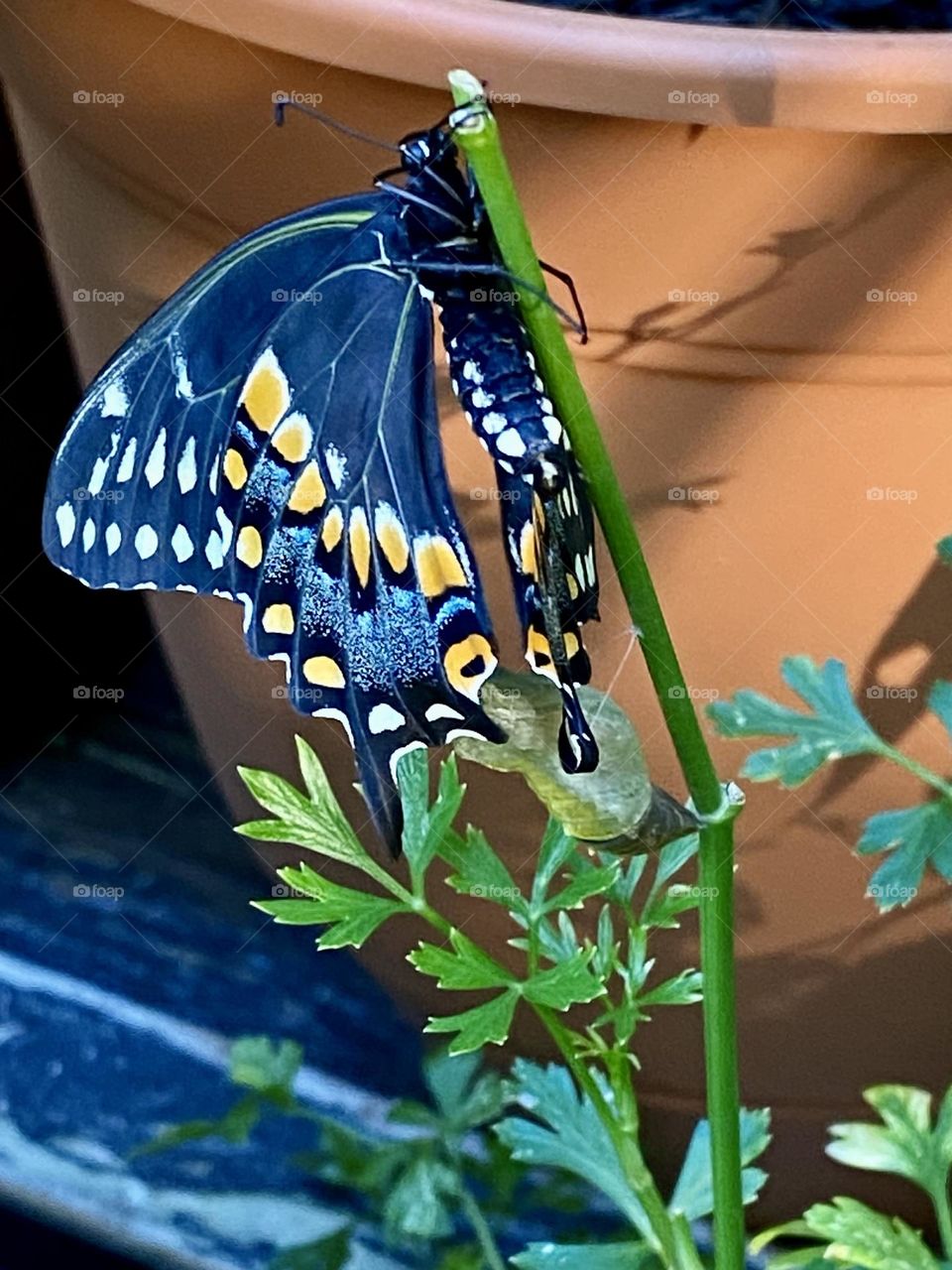 Black swallowtail butterfly freshly emerged from cocoon 