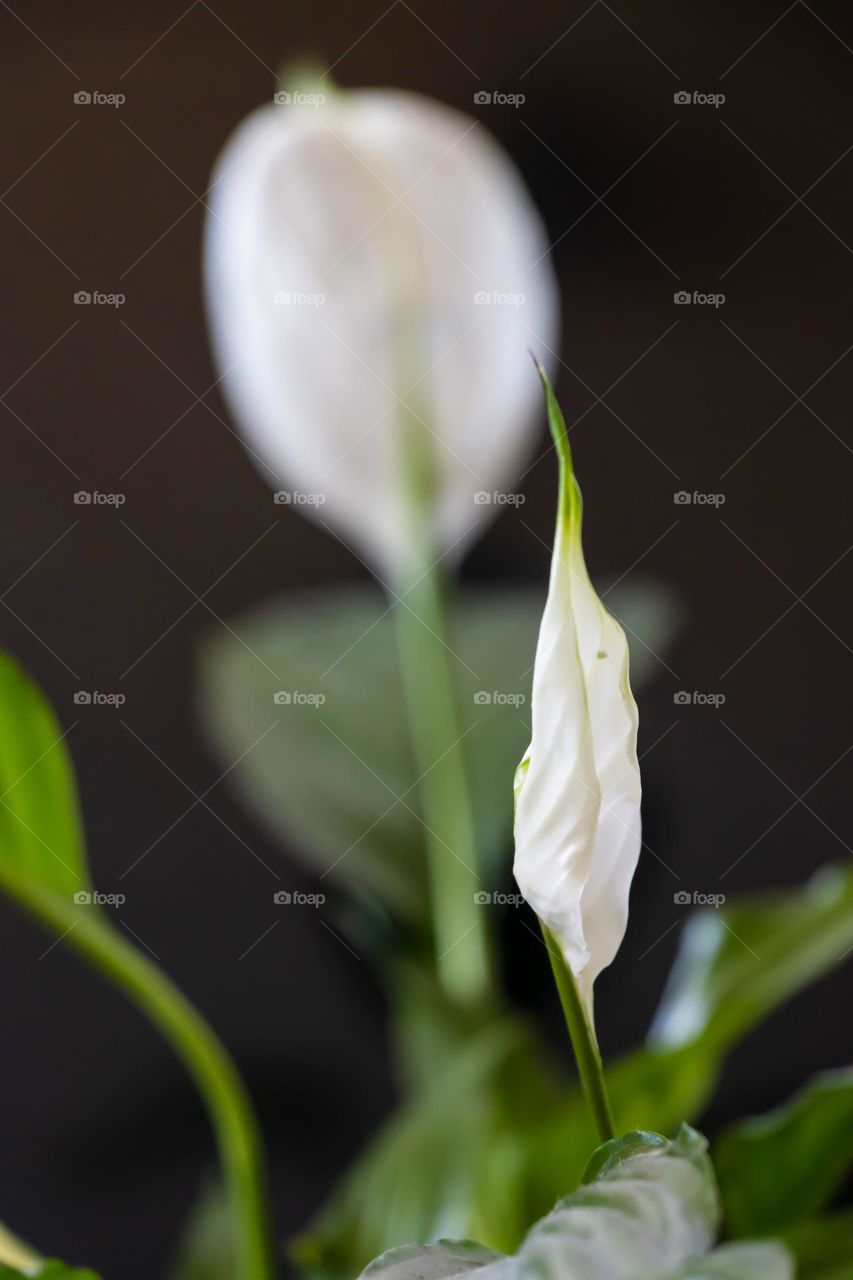 White flowers