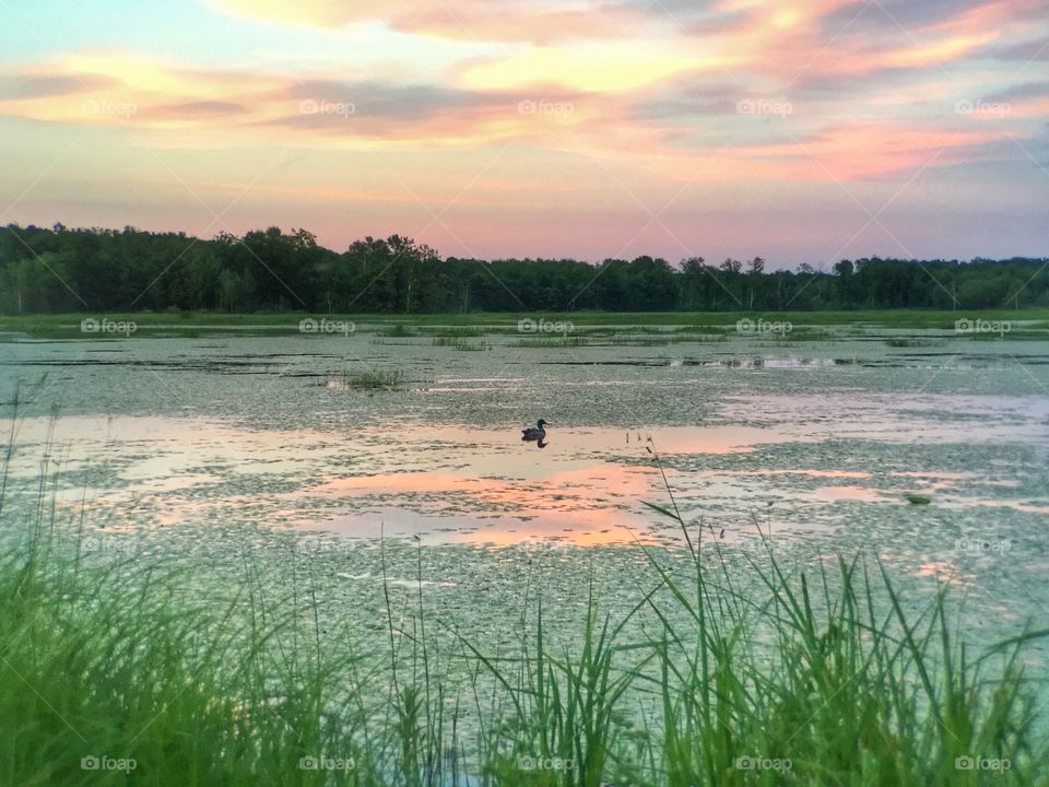 Lone Duck at Sunset