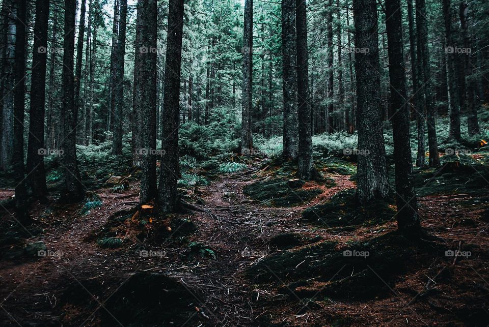 Coniferous forest. Forest glade covered with moss. Forest atmosphere.